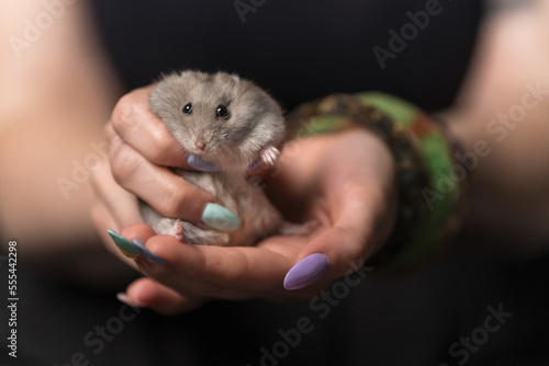 hamster in hand