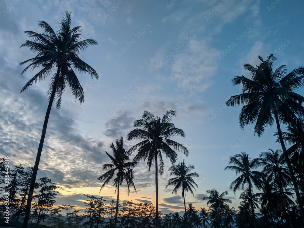 palm trees at sunset. beauty scenery at tropical island palm trees at sunset. beauty scenery at tropical island