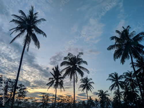 palm trees at sunset. beauty scenery at tropical island