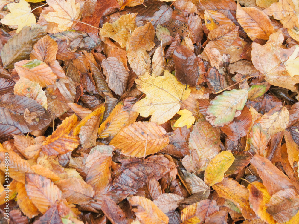 Obraz premium autumn leaves background