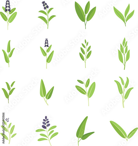 Sage icons set flat vector. Flower leaf. Garden health isolated