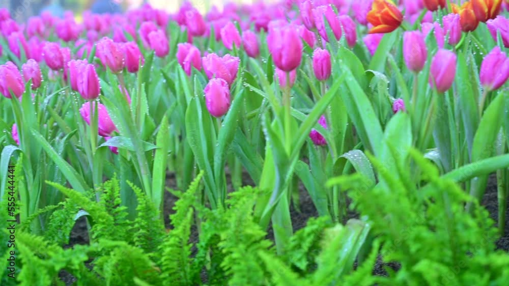 Tulip flowers with water droplets on the inflorescences in the flower beds are refreshing to look at. Tulip flowers with water droplets on the inflorescences in the flower beds are refreshing to look at.
