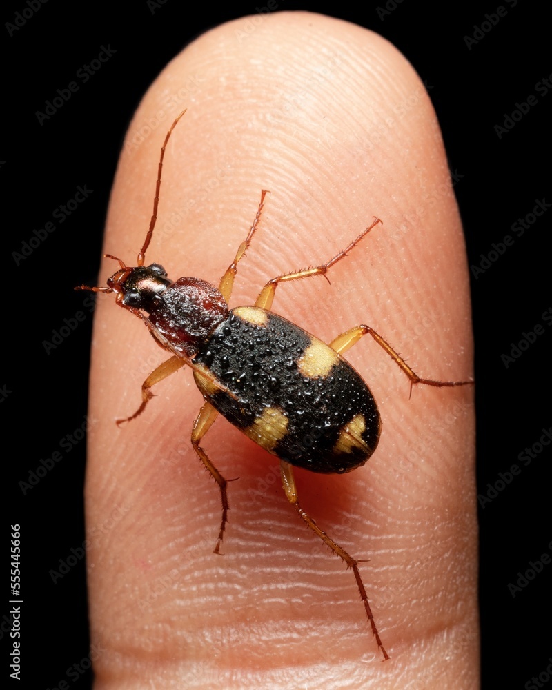 Beautiful Yellow spotted ground beetle on finger Beautiful Yellow spotted ground beetle on finger