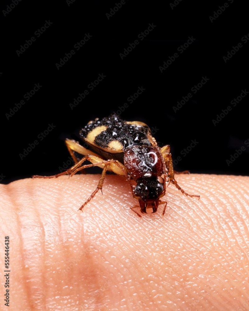Fototapeta premium Yellow spotted ground beetle drinking water on finger