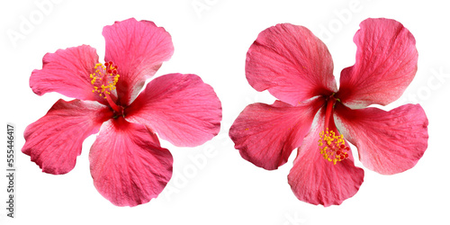 Pink hibiscus flowers isolated on transparent background © floralpro