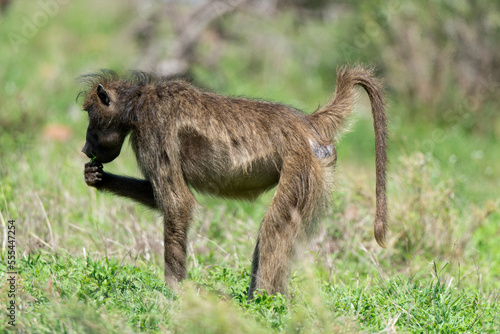 Babouin chacma  Papio ursinus   chacma baboon  Parc national Kruger  Afrique du Sud