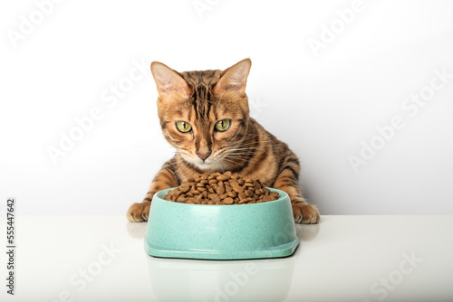 Hungry cat near bowl with dry cat food isolated on white background.