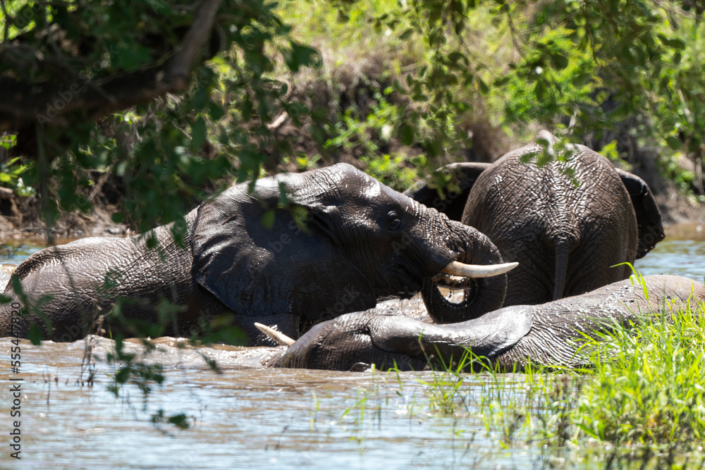 Éléphant d'Afrique, Loxodonta africana, Parc national Kruger, Afrique du Sud Éléphant d'Afrique, Loxodonta africana, Parc national Kruger, Afrique du Sud
