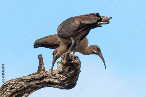 Ibis hagedash,.Bostrychia hagedash ,Hadada Ibis, Afrique du Sud photo