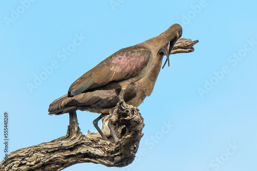 Ibis hagedash .Bostrychia hagedash  Hadada Ibis  Afrique du Sud