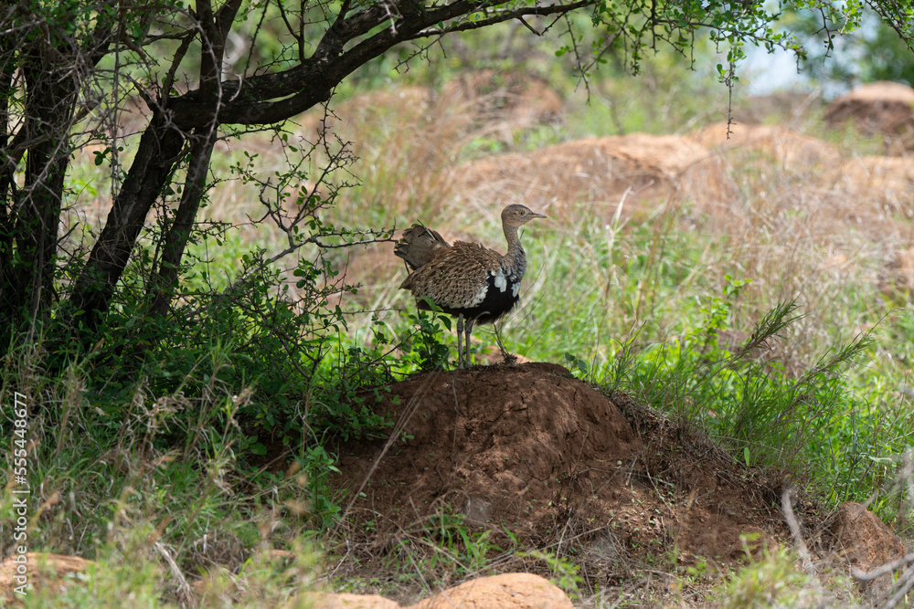 Fototapeta premium Outarde houppette,.Lophotis ruficrista, Red crested Korhaan