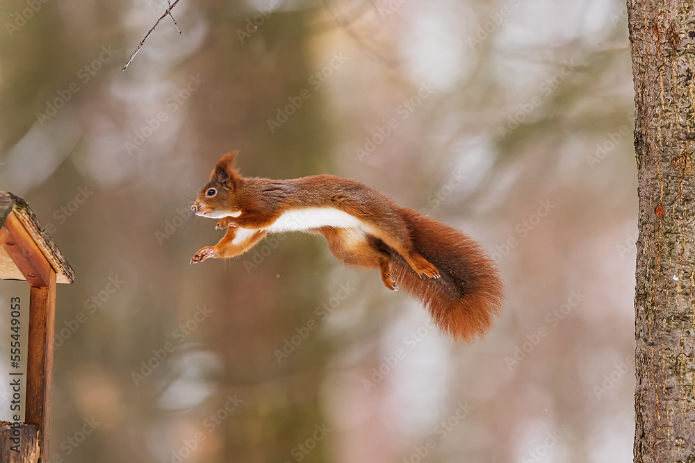 small animal Eurasian red squirrel (Sciurus vulgaris) in the jump between the trees