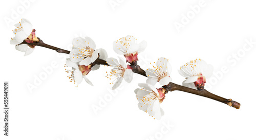 Fotografija Beautiful natural blooming tree spring flowers.