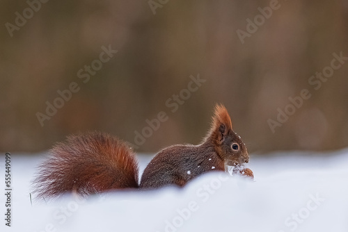 small animal Eurasian red squirrel (Sciurus vulgaris) in the deep snow
