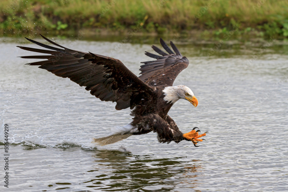 Obraz premium bald eagle fishing