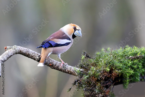 Photographie hawfinch