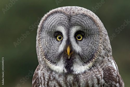geat gray owl photo
