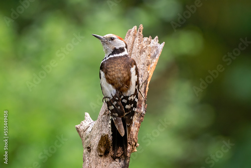 middel spotted woodpecker photo