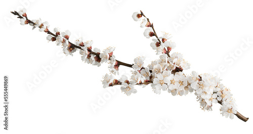 Obraz na płótnie Beautiful natural blooming tree spring flowers.