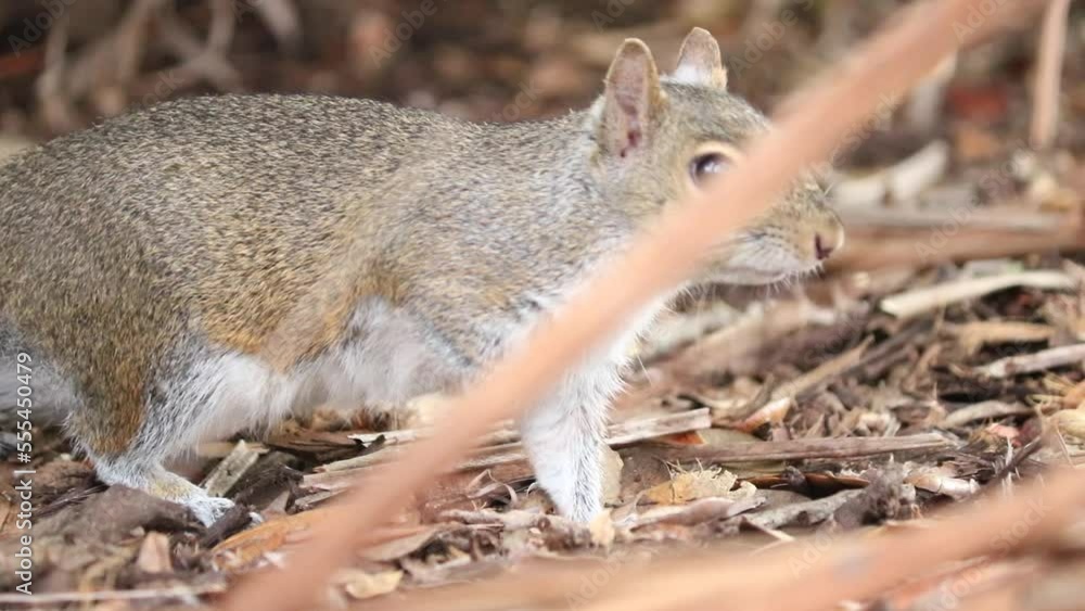 A squirrel finds a nut while searching on the ground. A squirrel finds a nut while searching on the ground.