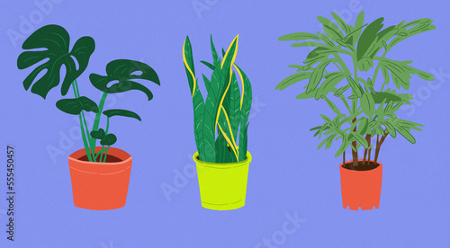 two vases with plants blue background