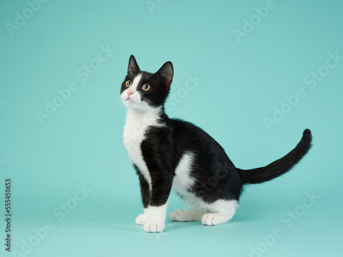 black and white kitten on a mint background. young cute cat in the studio © annaav