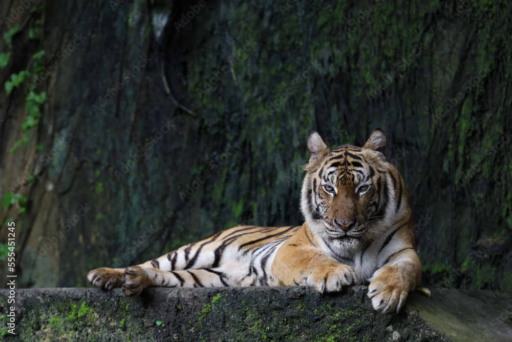 Close up Indochinese tiger is beautiful animal and dangerous in forest Close up Indochinese tiger is beautiful animal and dangerous in forest