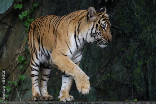 Close up Indochinese tiger is beautiful animal and dangerous in forest