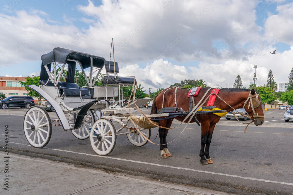 Horse in harness with carriage. Carriage ride.