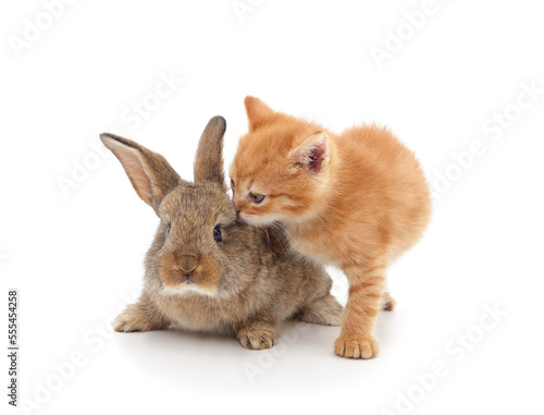Kitten with a rabbit.
