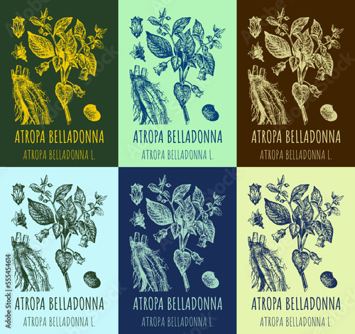 Set of vector drawings BELLADONNA in different colors. Hand drawn illustration. Latin name ATROPA BELLADONNA L 