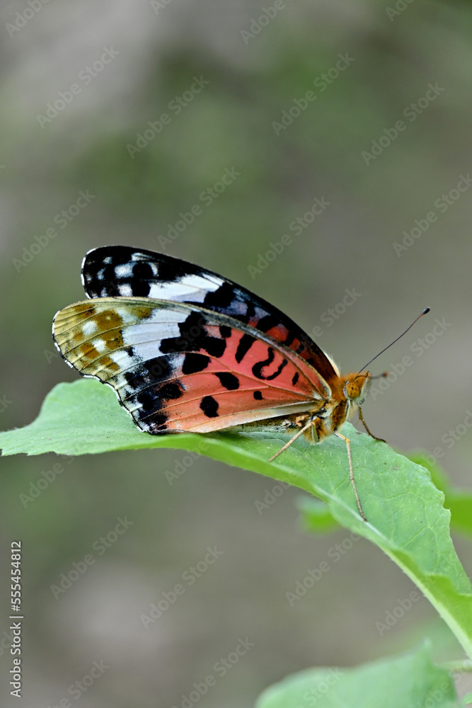 Fototapeta premium closeup the beautiful orange black color butterfly hold on the green cabbage leaf with plant soft focus natural green brown background.