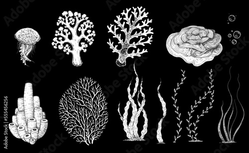 Underwater life. Hand drawn sketch. Vector illustration. Seaweed, jellyfish and coral, engraved illustration. Design template. Underwater world hand drawn.