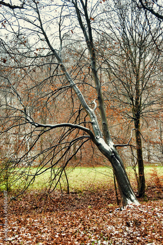 Early winter in a forest, Dolina KLuczwody, Kluczwoda Valley, Poland 