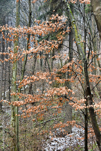 Early winter in a forest, Dolina KLuczwody, Kluczwoda Valley, Poland 