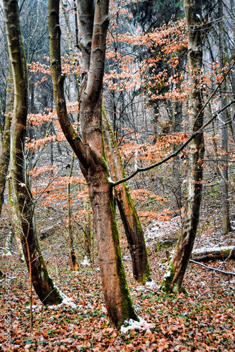 Early winter in a forest, Dolina KLuczwody, Kluczwoda Valley, Poland 