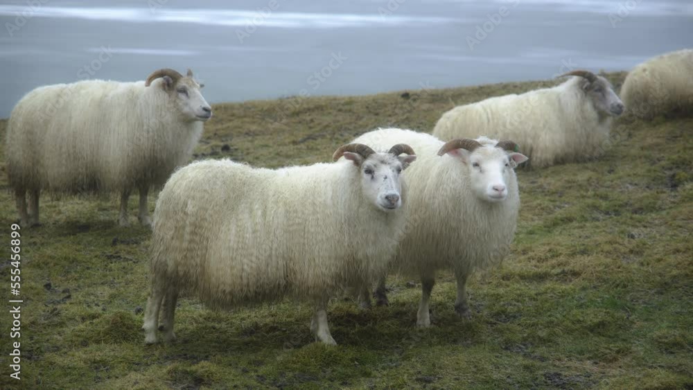 Sheep in Iceland, Herd of domestic animals at Winter Snowy Weather, Beautiful Nature Mountain Field. Shot in 8k Sheep in Iceland, Herd of domestic animals at Winter Snowy Weather, Beautiful Nature Mountain Field. Shot in 8k