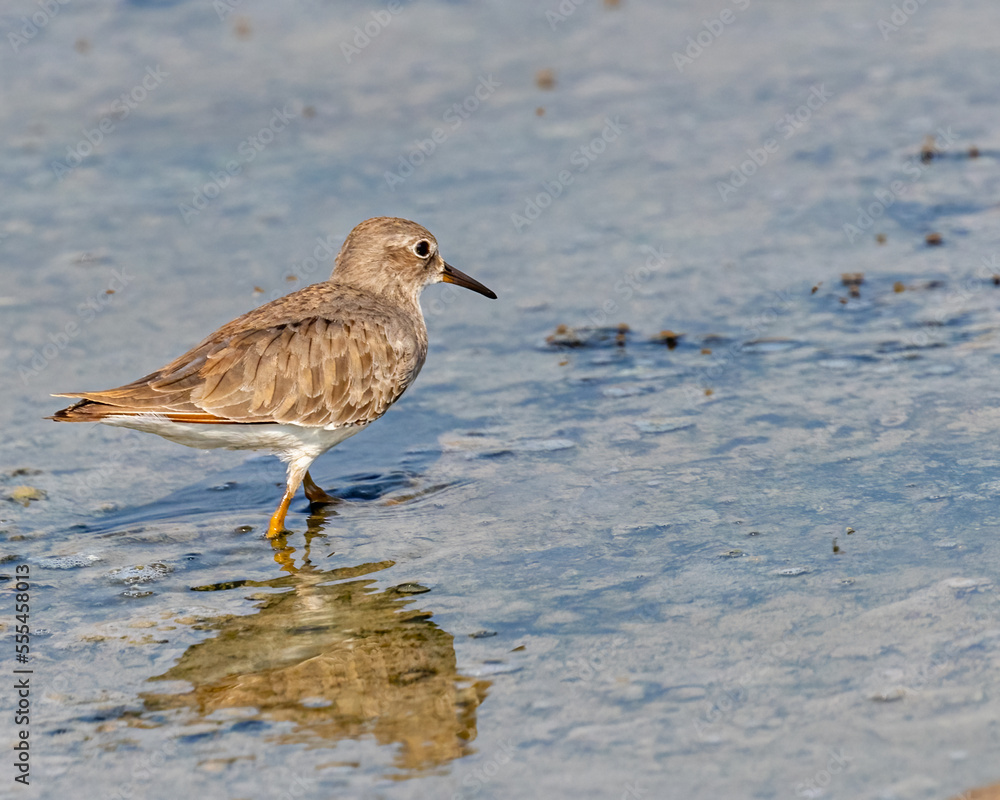 A Stint in a wet land strolling A Stint in a wet land strolling