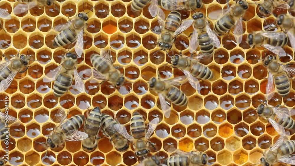 Bees on honeycombs with nectar and pollen Bees on honeycombs with nectar and pollen