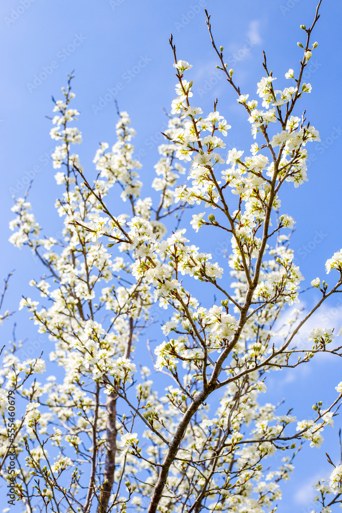 A blooming fruit tree with white flowers on a sunny spring day in the garden. A blooming fruit tree with white flowers on a sunny spring day in the garden.