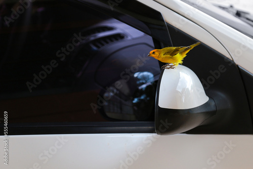 Um pássaro empoleirado no retrovisor de um carro branco. Sicalis flaveola. photo