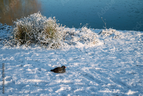 A Moorhen resting on snow covered bank of Furzton Lake in December photo