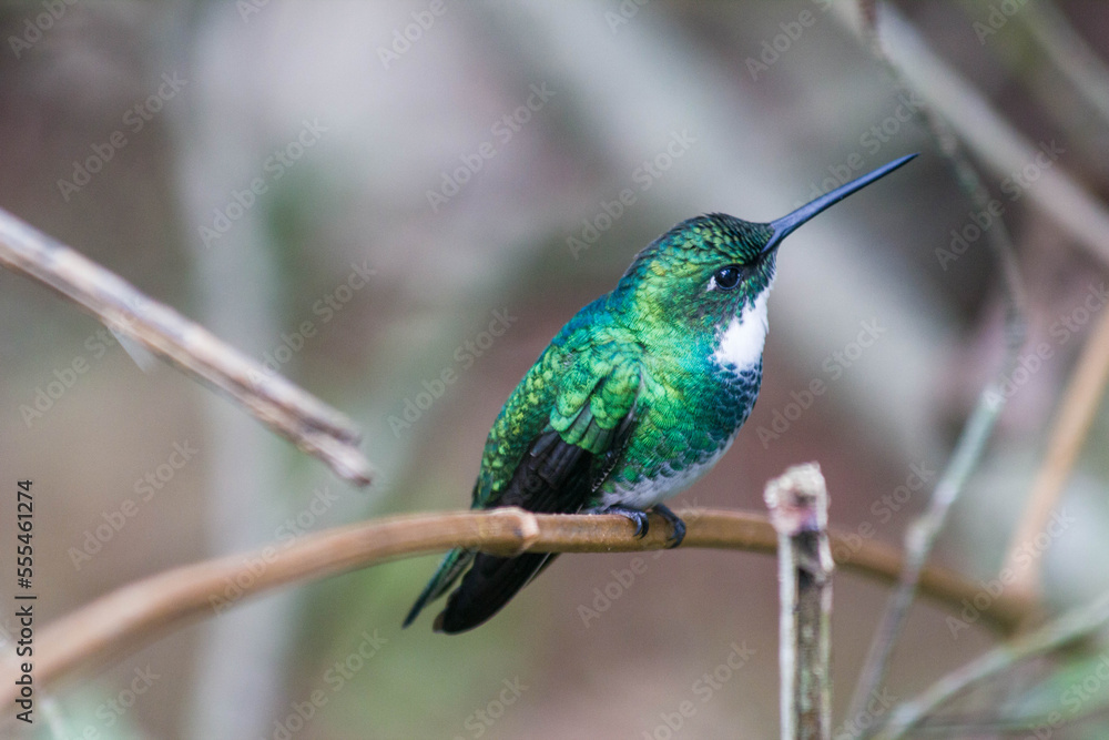 Fototapeta premium Colibrí de pecho blanco sobre rama de árbol