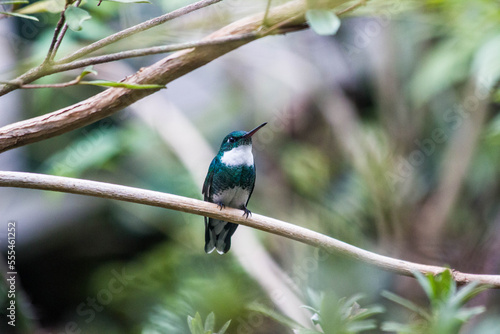 Colibrí de pecho blanco sobre rama de árbol