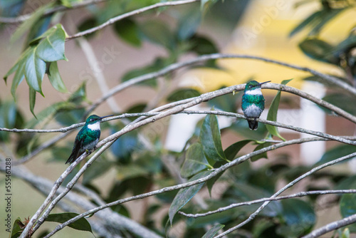 Colibríes de pecho blanco sobre rama de árbol