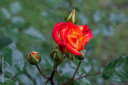 Rosa con gotas de lluvia