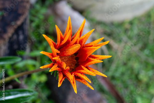 Gazania con gotas de lluvia