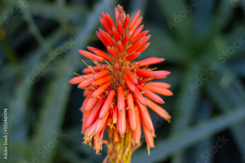 Flores de Aloe Vera