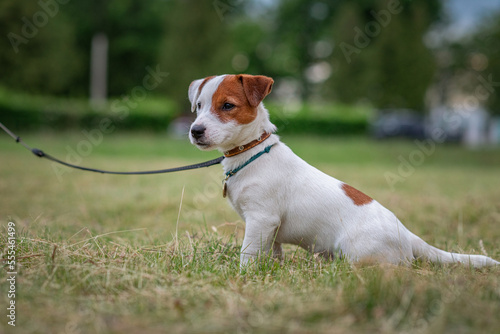 Young purebred beautiful Jack Russell Terrier on a walk on a leash.