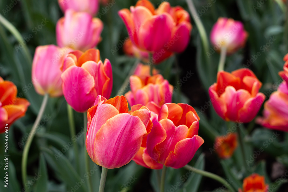 Fototapeta premium Tulipanes